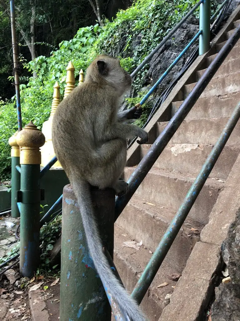 Monkeys in Thailand